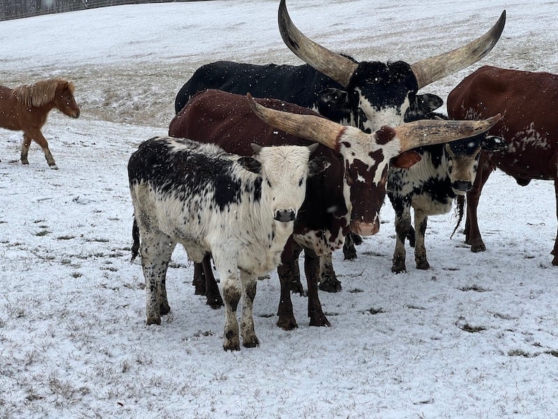 watusi cattle